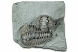 Two Fossil Flexicalymene Trilobites - Mt Orab, Ohio #329811-1